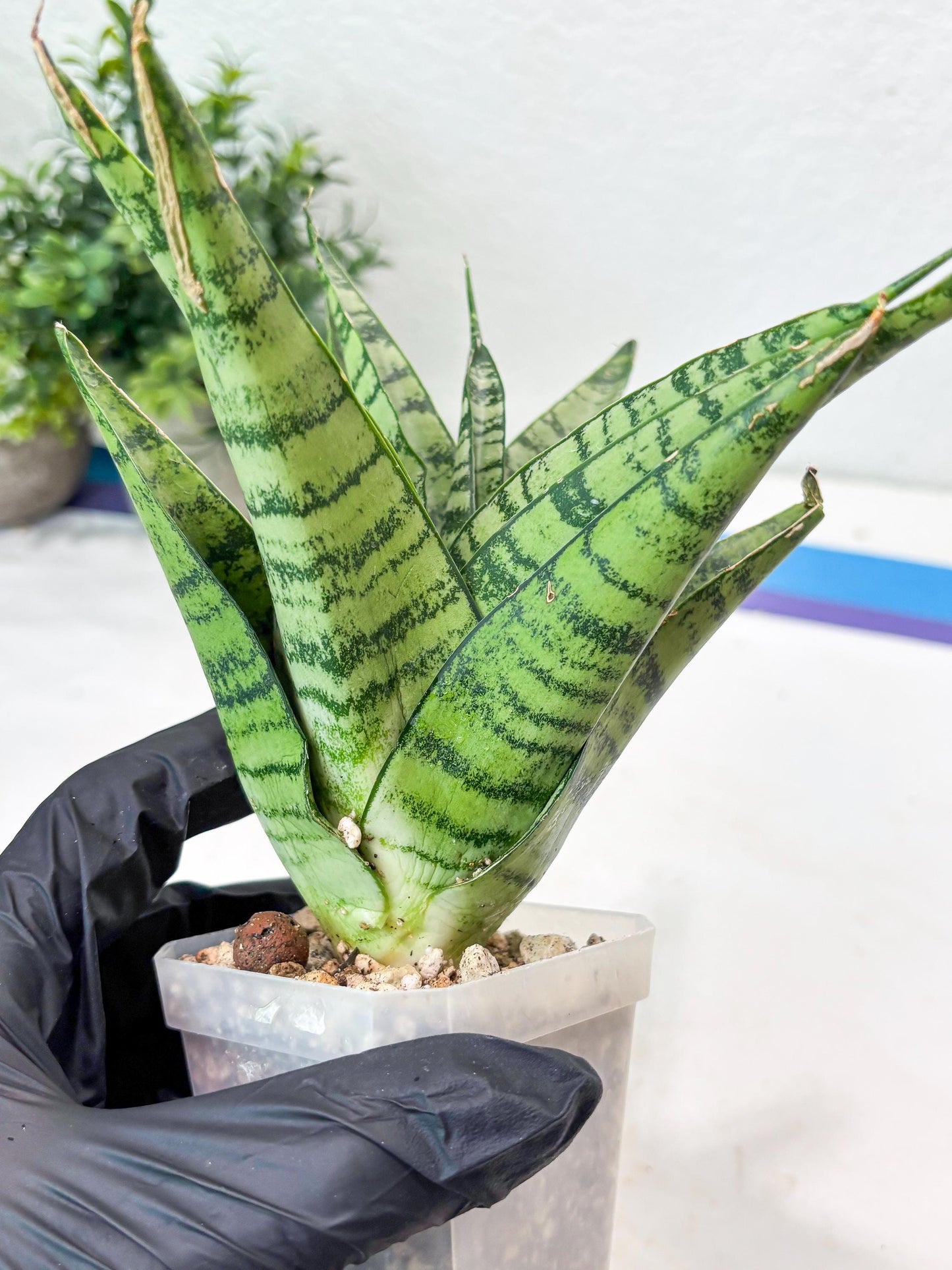 Sansevieria Emerly (#Ba53) | Imported Plant