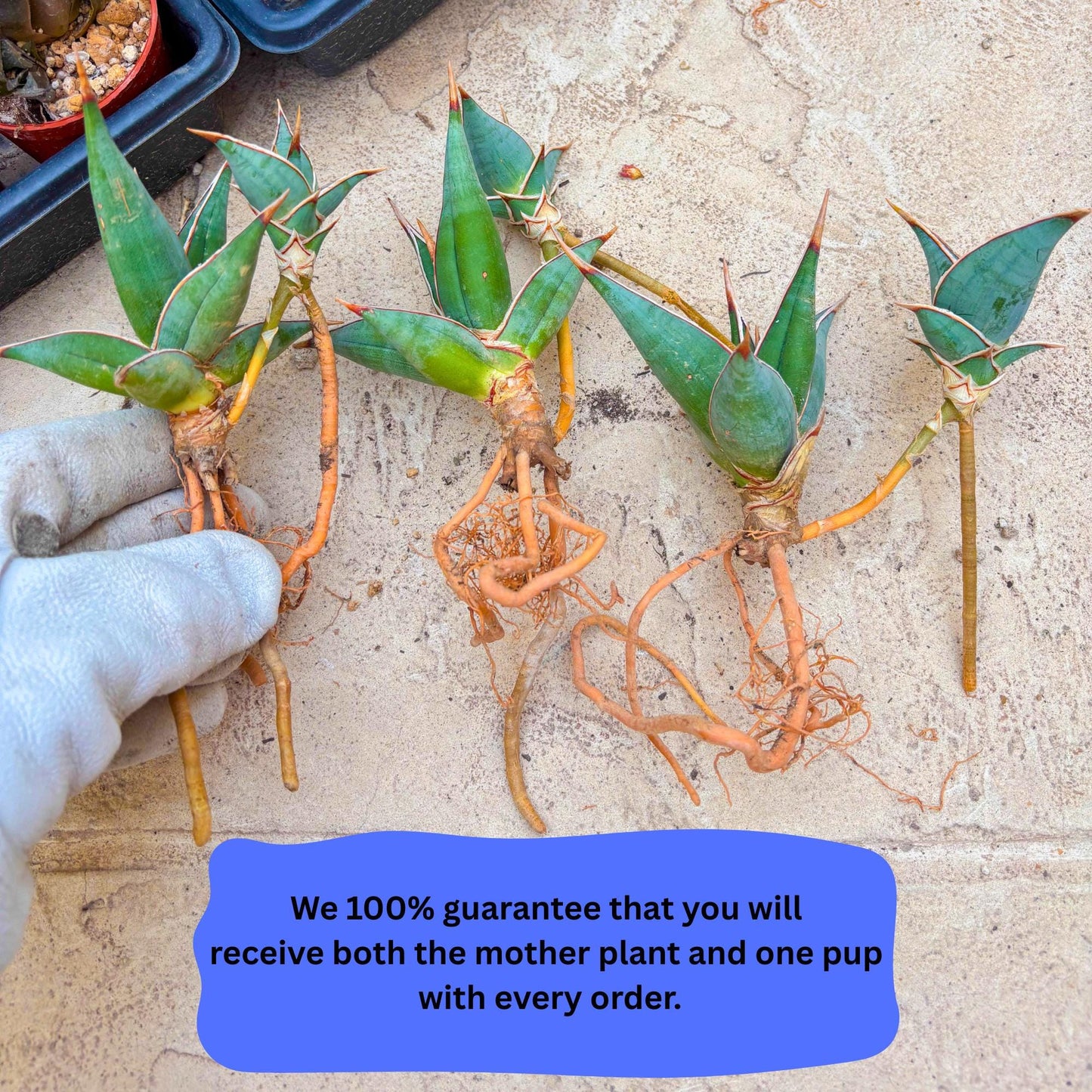 Sansevieria Pinguicula | Rare Import