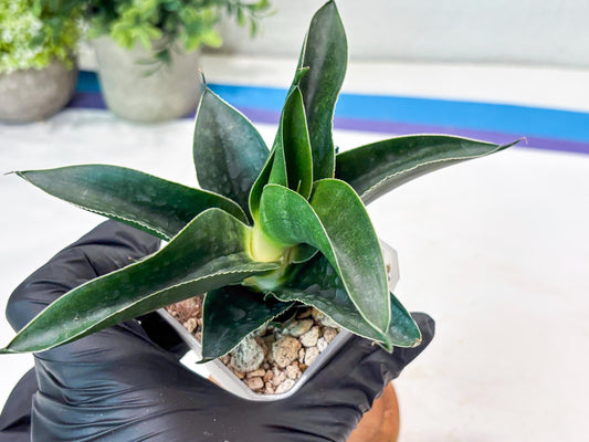 Sansevieria Kenarok (#Ba60) | Rare Hybrid Snake Plant