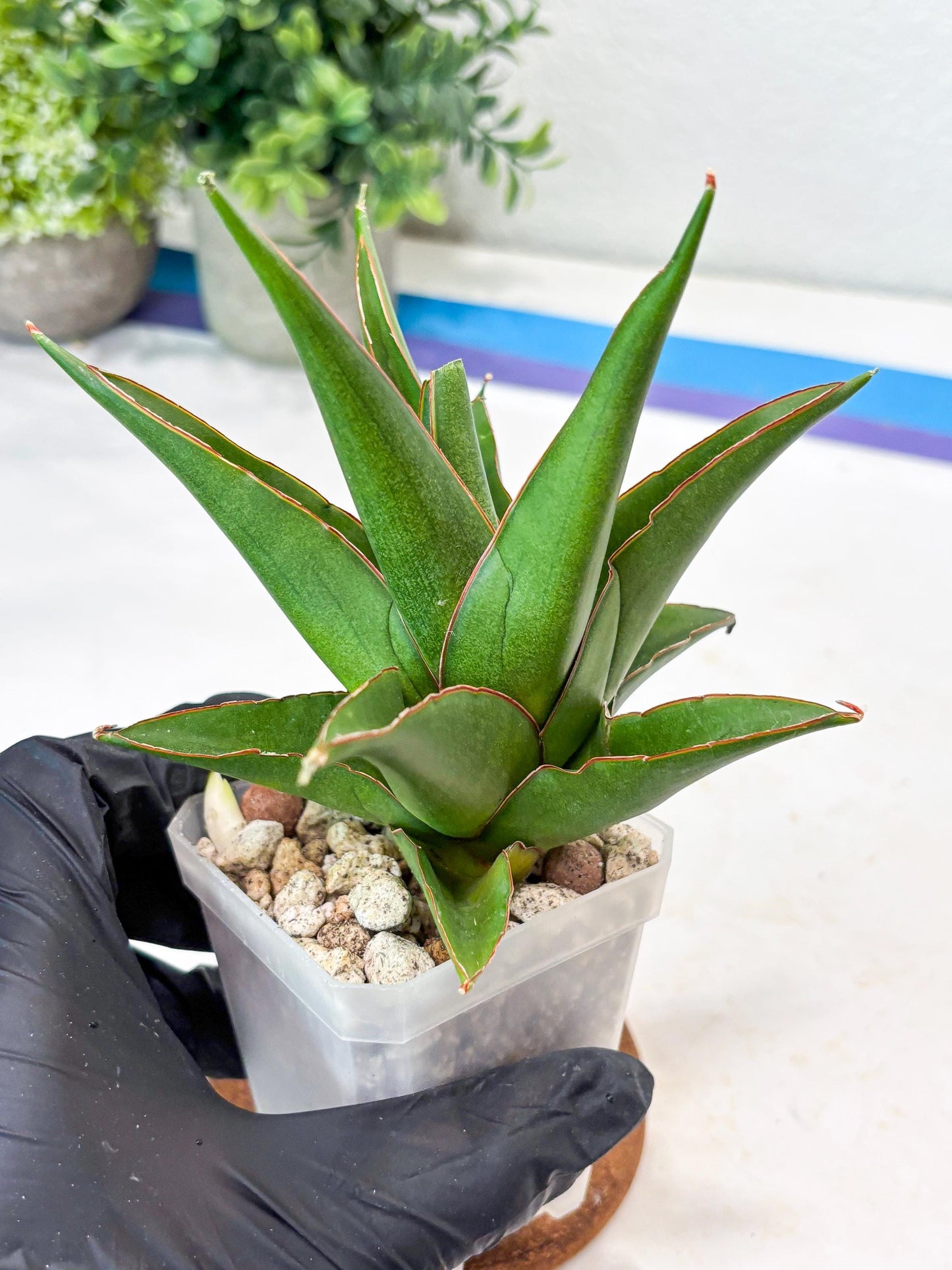 Sansevieria Luna (#Ba64) |