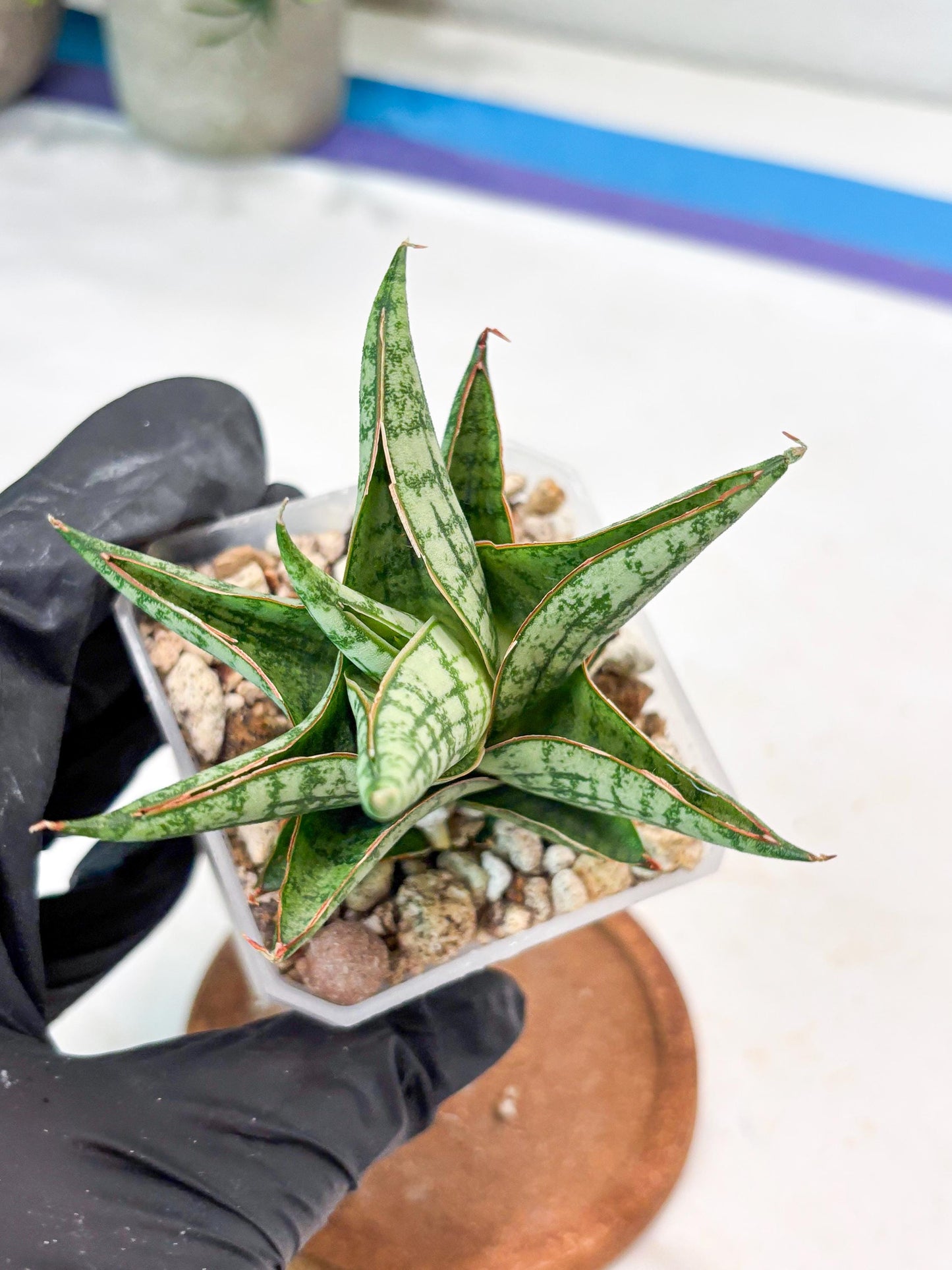 Sansevieria Mintus (#Ba68) | Imported Hybrid Species