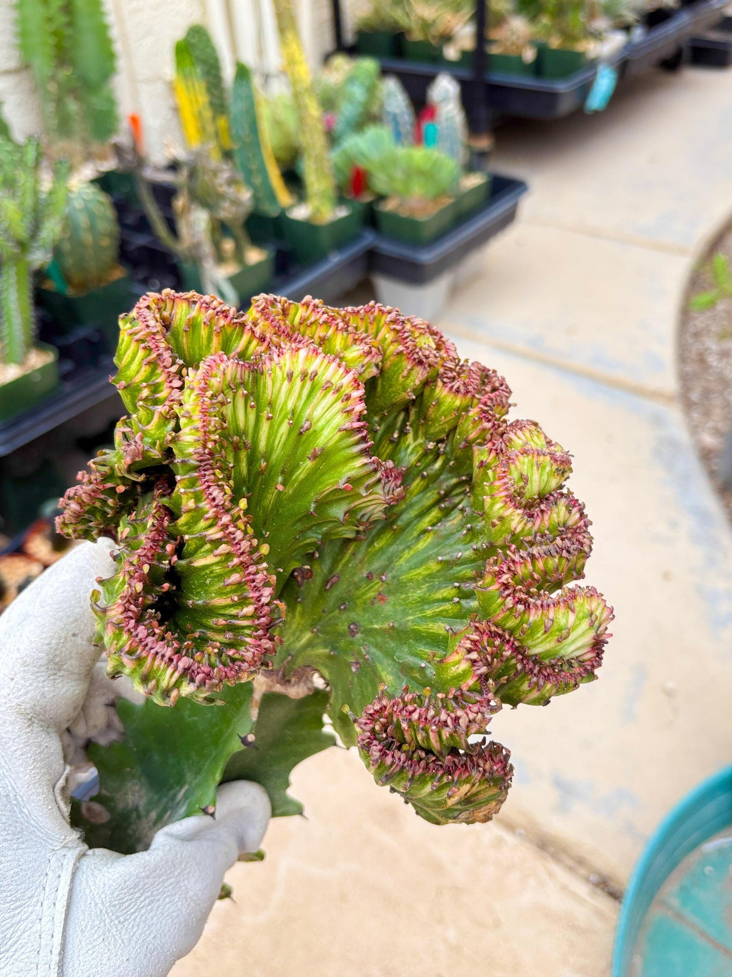 Large Lactea Crested Grafted (#3) | You get the exact Plant!!!!