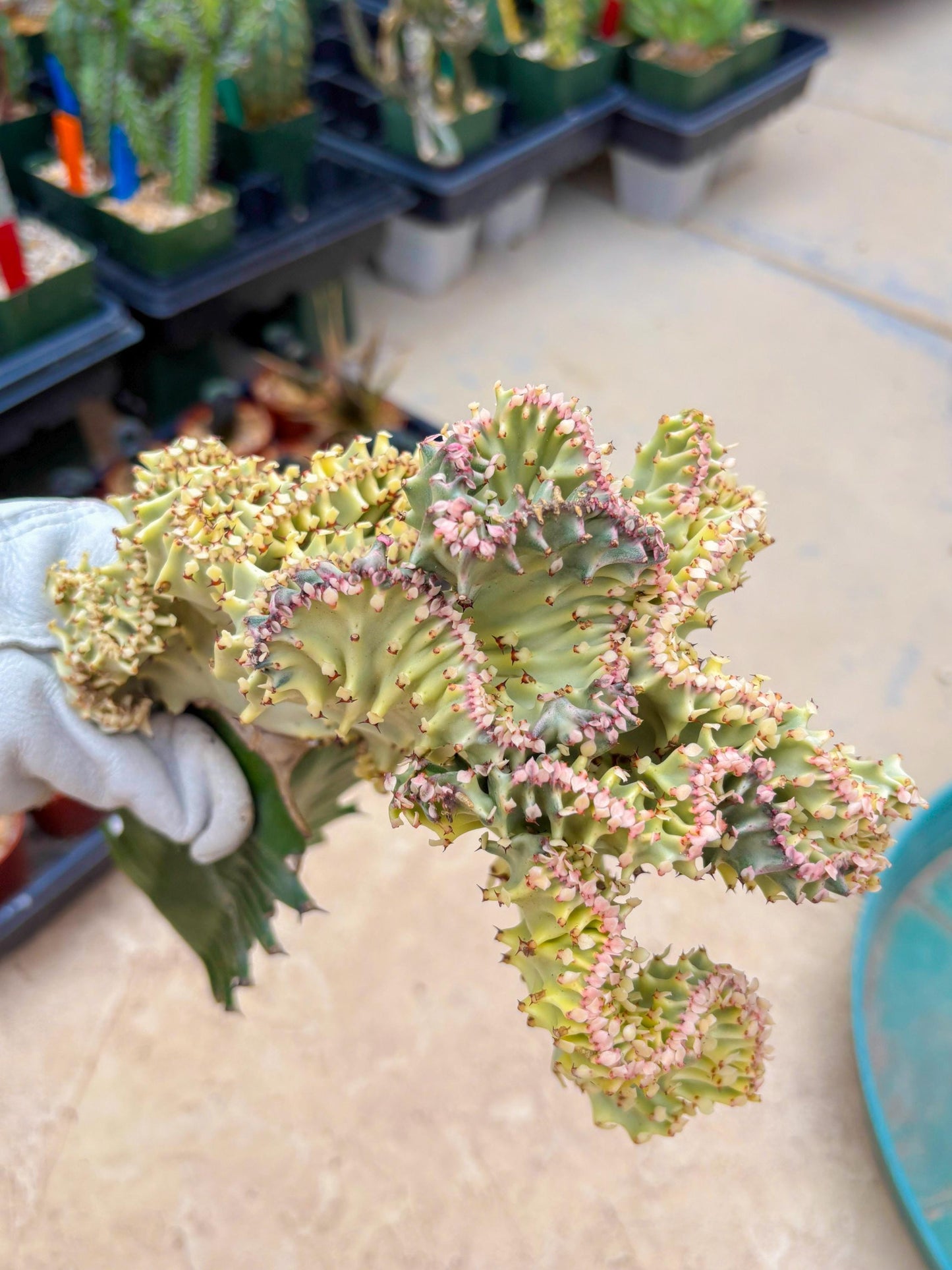 Large Lactea Crested Grafted (#6) | You get the exact Plant!!!!
