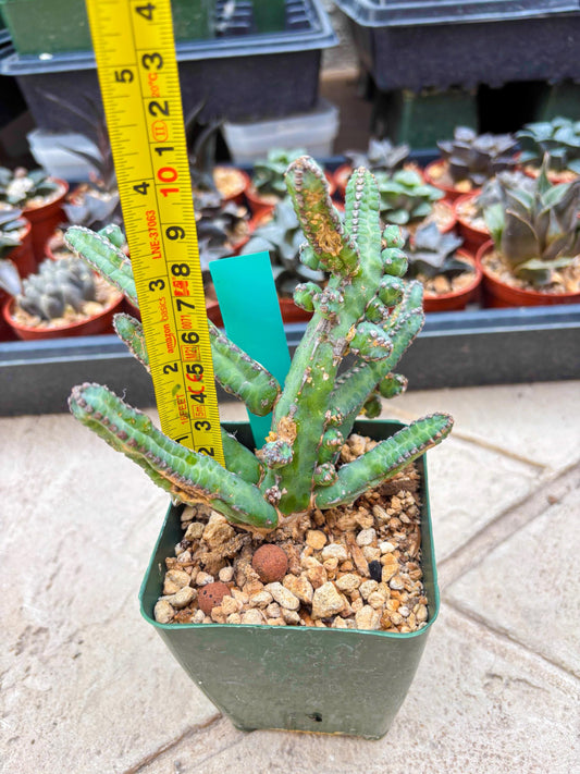 Euphorb Heterochroma (G) | Hard to Import!!! Each Branch can be propagated