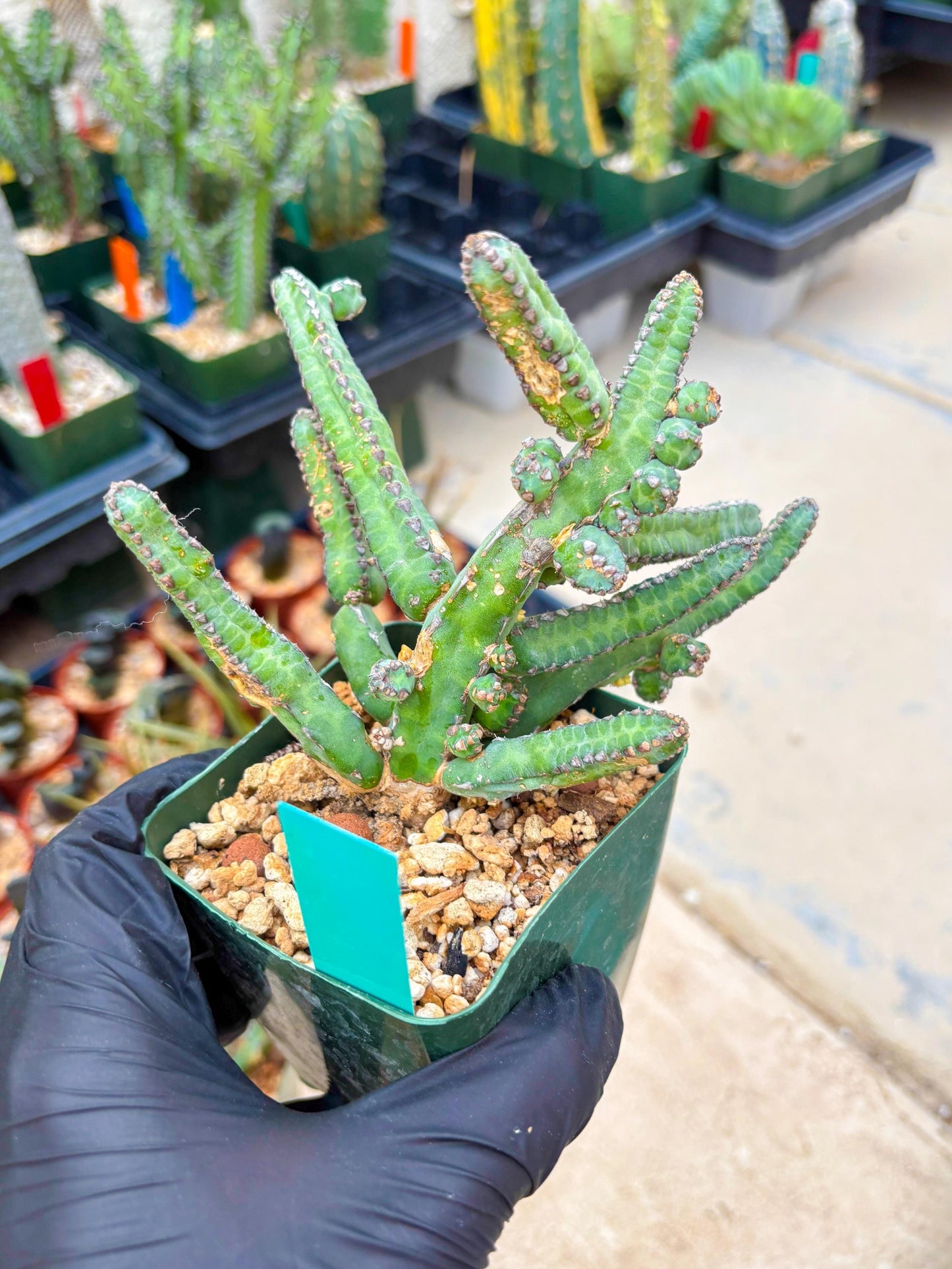 Euphorb Heterochroma (G) | Hard to Import!!! Each Branch can be propagated
