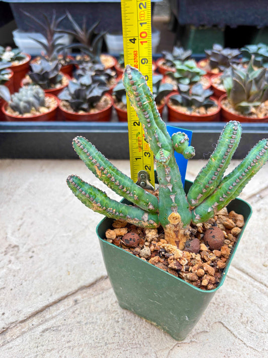 Euphorb Heterochroma (B) | Hard to Import!!! Each Branch can be propagated