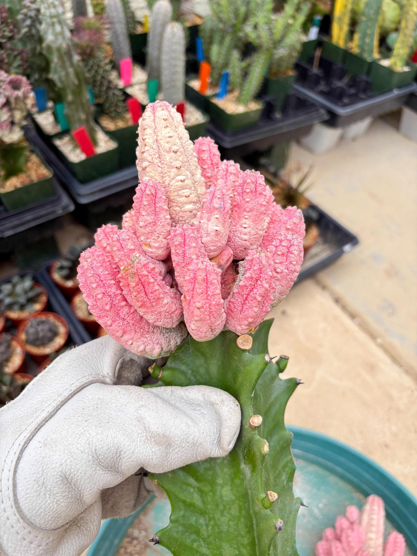 Euphorb Abdelkuri variegated Pink (Blue) | ONLY For Advanced Grower