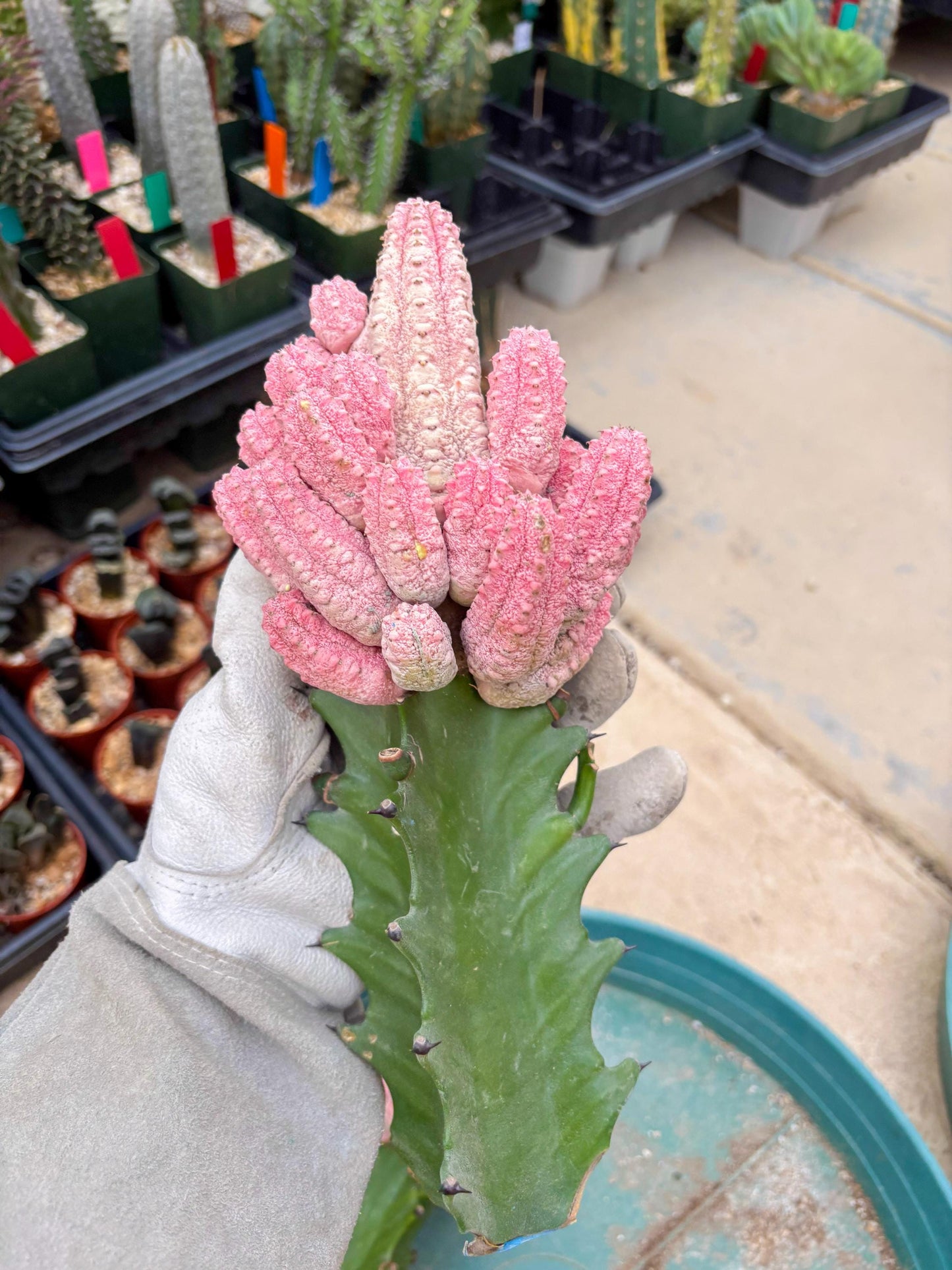 Euphorb Abdelkuri variegated Pink (Yellow) | ONLY For Advanced Grower