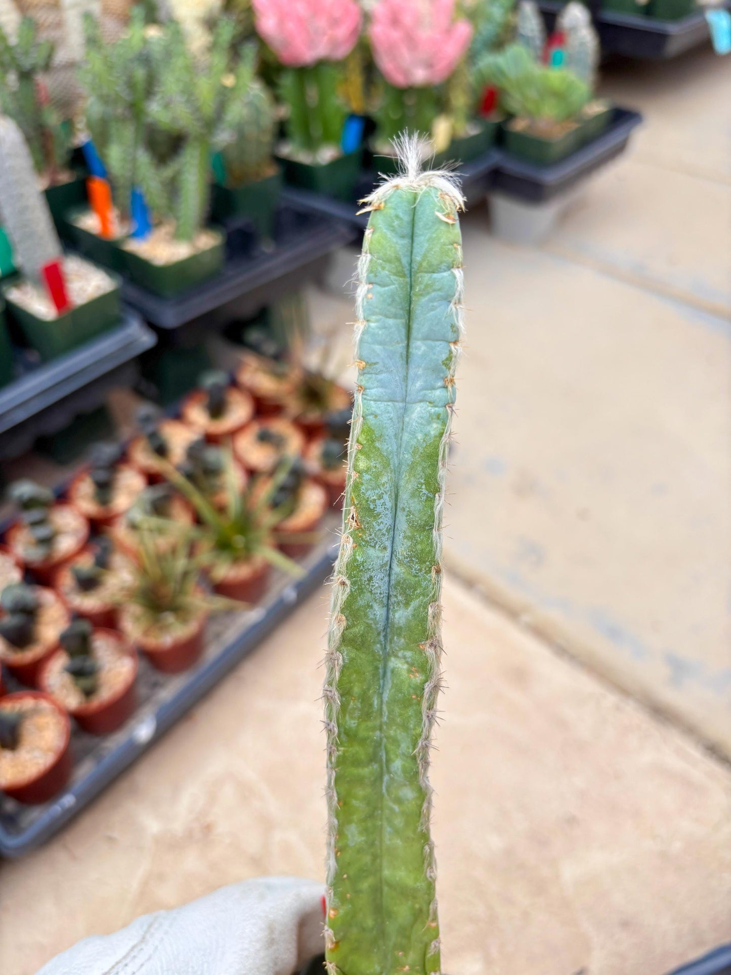 Pilosocereus Pachycladus | Imported Cactus
