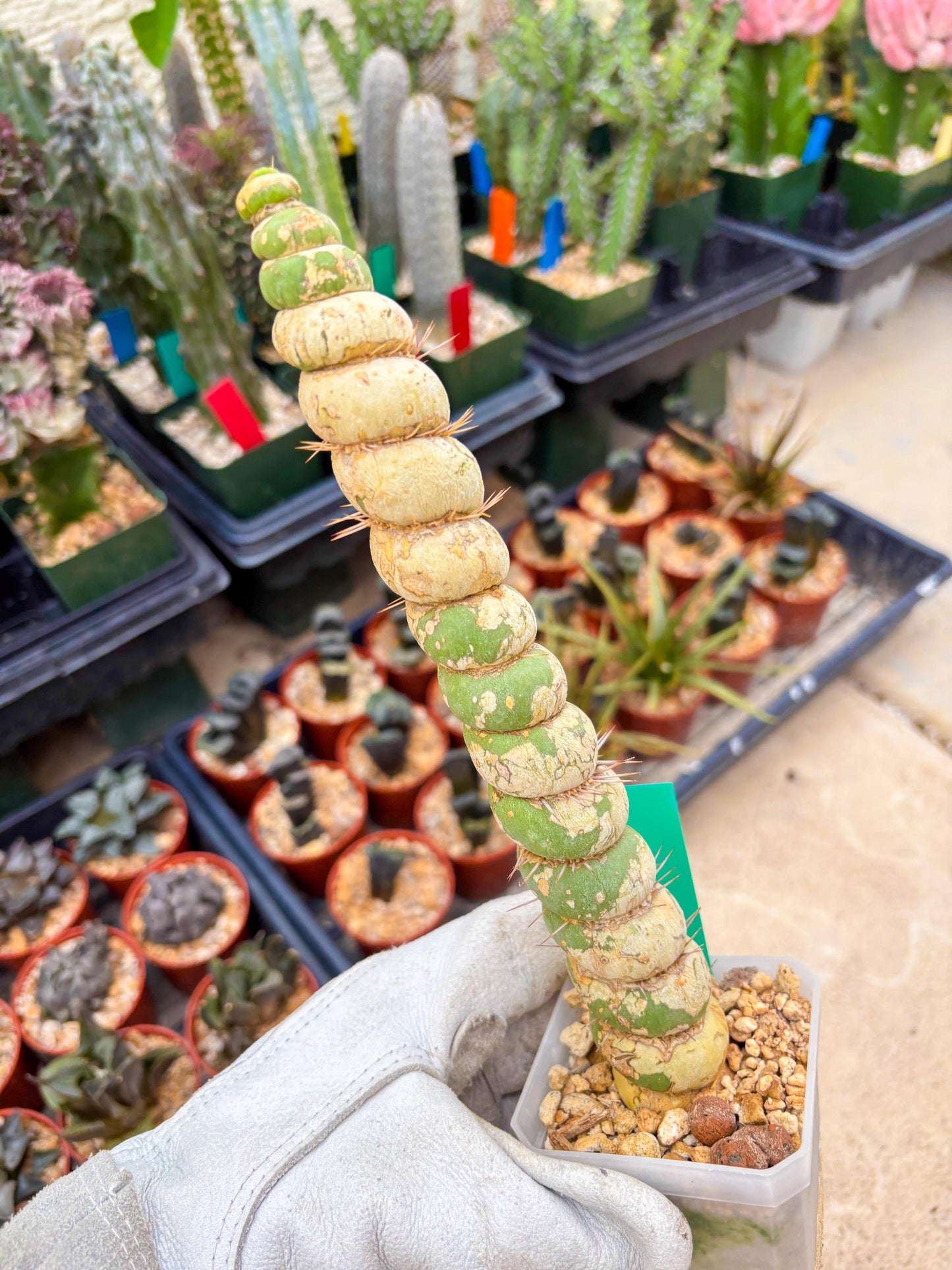 Unicorn Cactus (Green) | Discounted | For Grafting Purpose