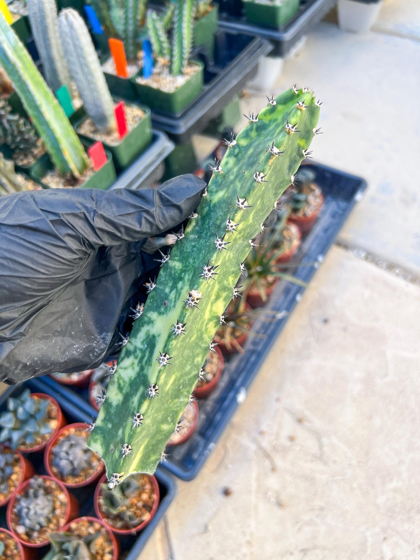 Harrisia Jusbertii Variegated (Pink) | Cuttings, For Grafting