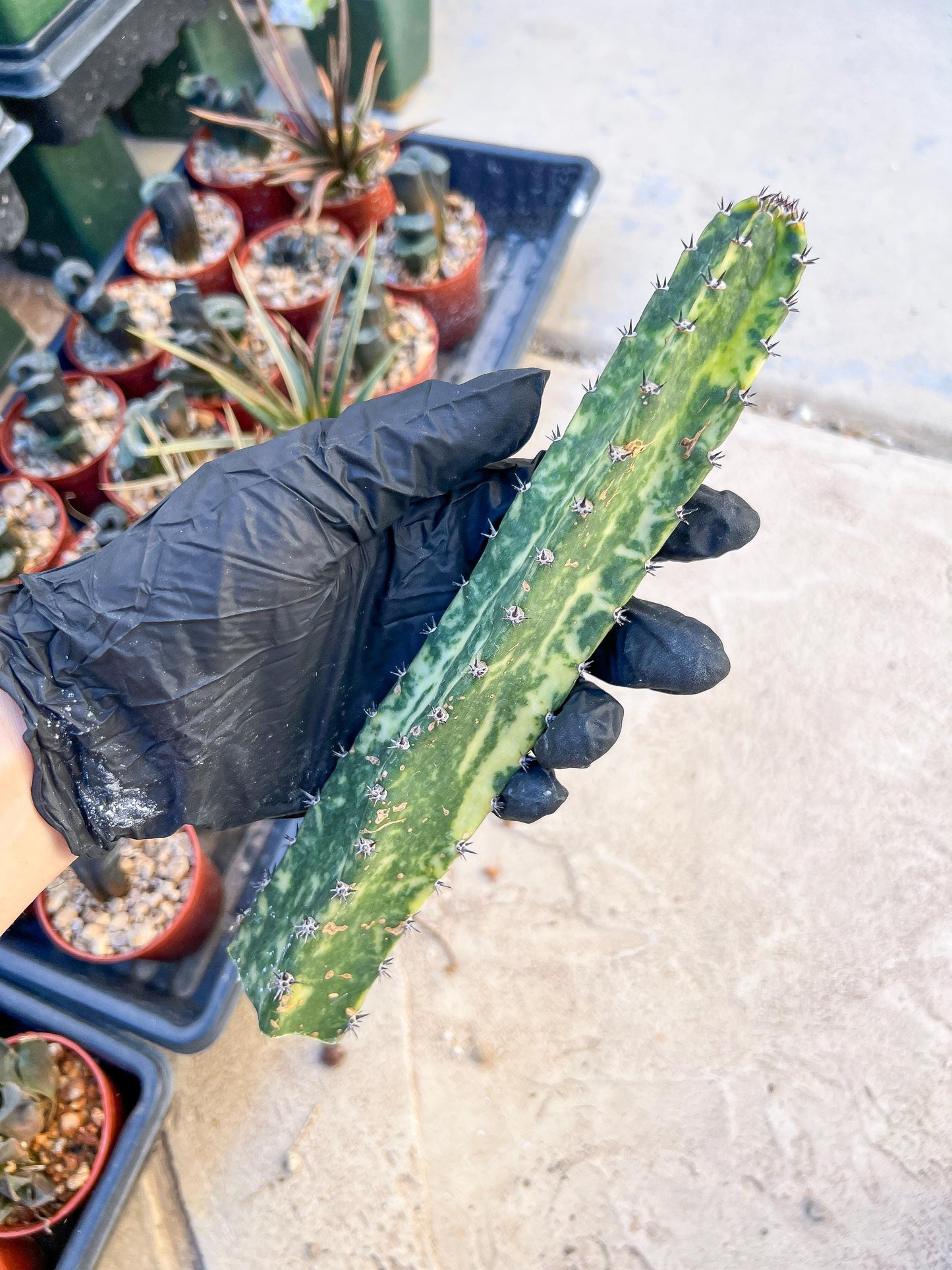 Harrisia Jusbertii Variegated (Yellow) | Cuttings, For Grafting