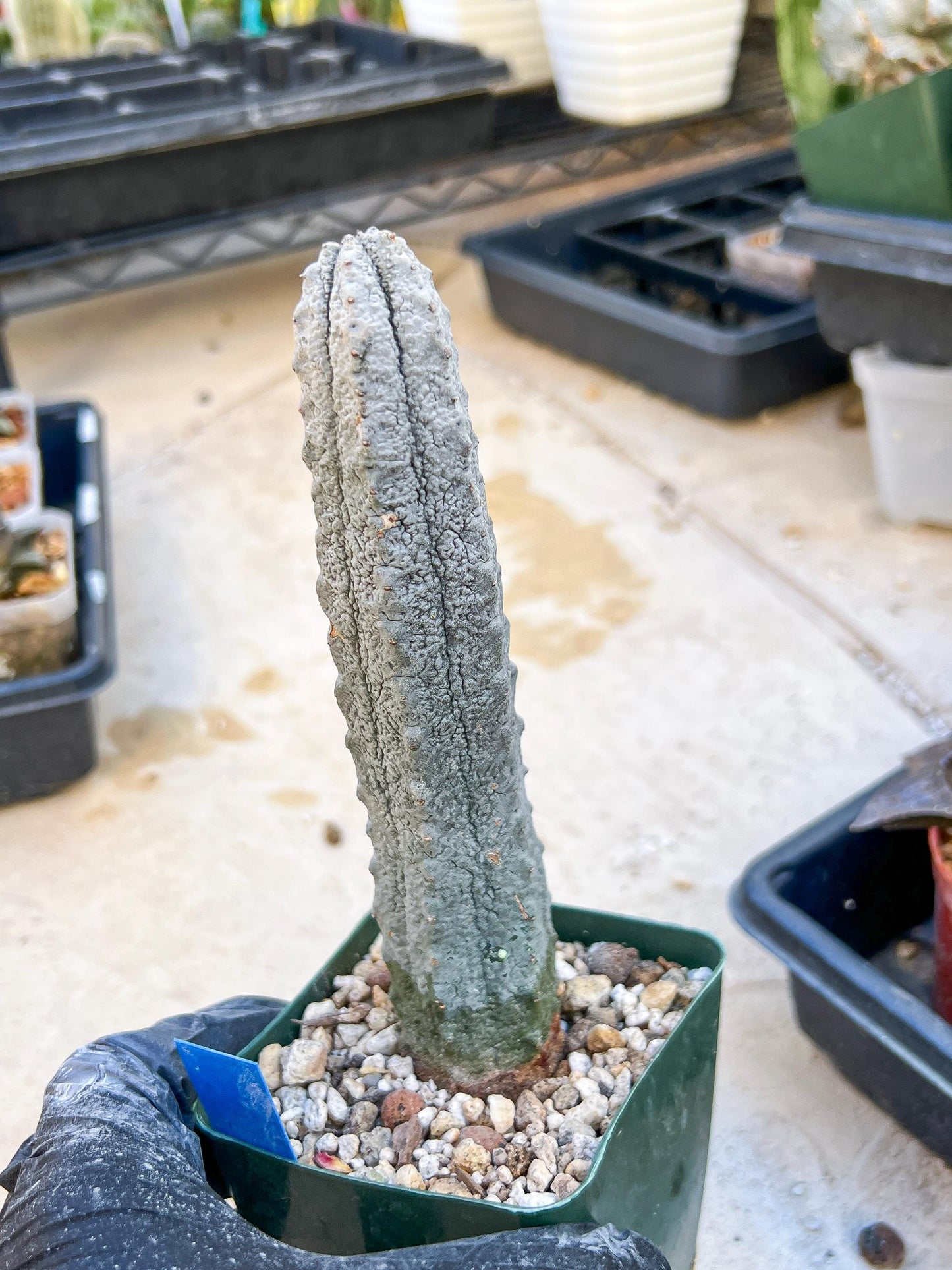 Euphorb abdelkuri Balf.f. (BLUE) | Imported Plant