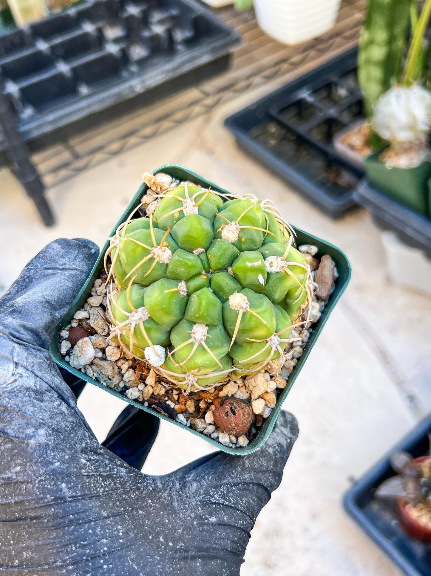 Giant Gymnocalycium Horstii | Rare Cactus