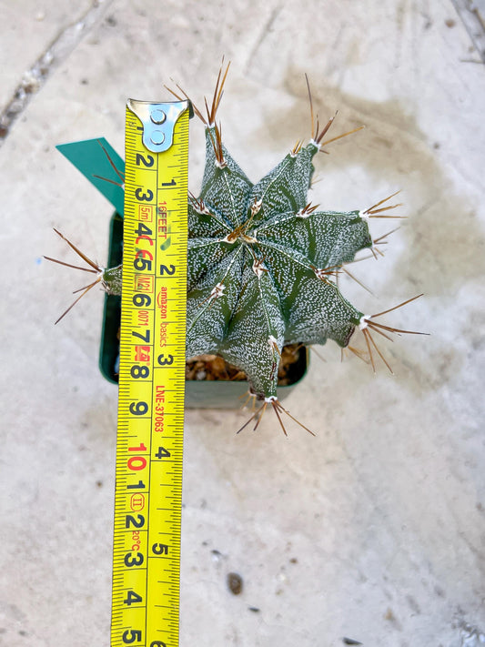 Large Ornatum Cactus (Green) | Rare Succulent