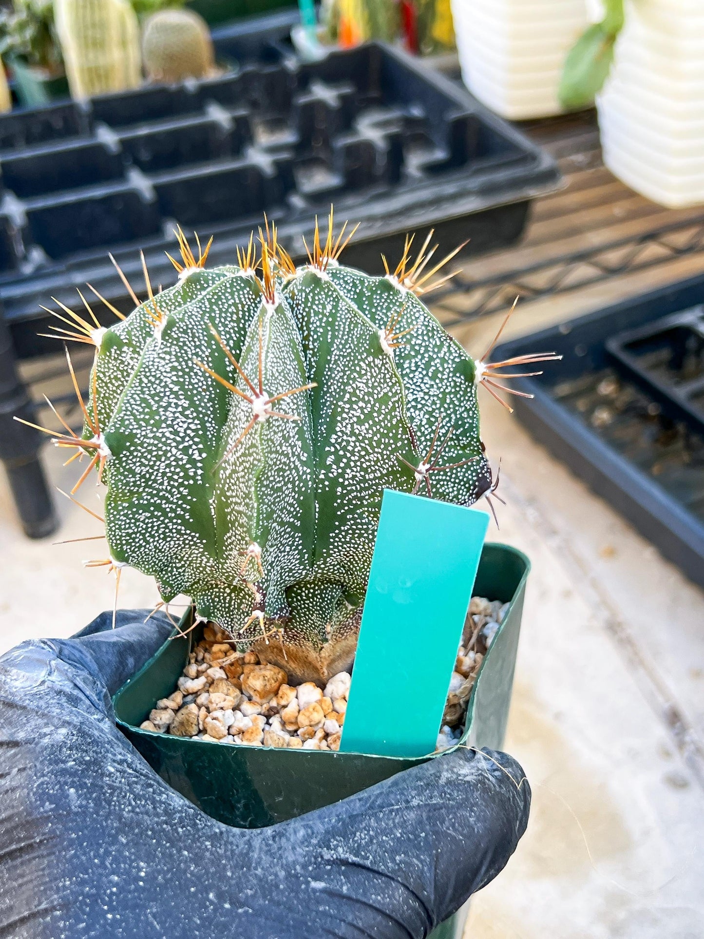 Large Ornatum Cactus (Green) | Rare Succulent