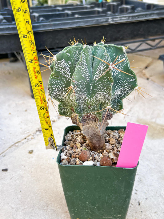 Large Ornatum Cactus (Pink) | Rare Succulent