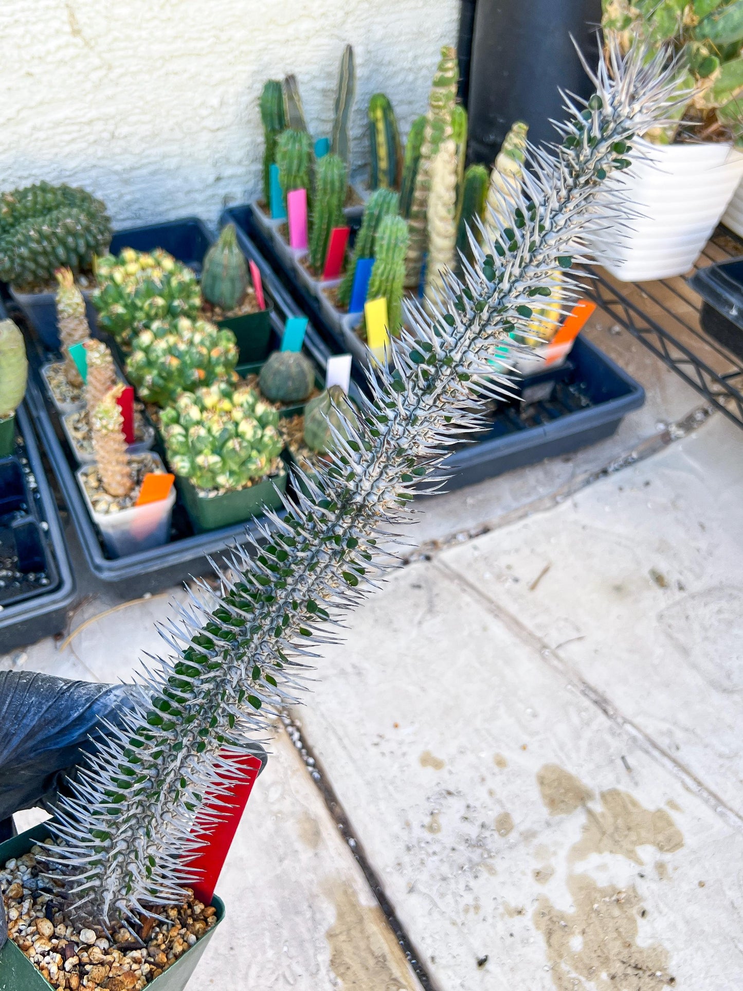 Madagascar ocotillo Alluaudia procera (Red) | Imported