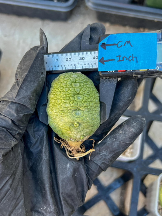 Migiurtinus Balls (#7~8) | Imported Cactus | Rare Succulent