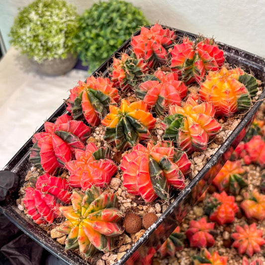 Gymnocalycium Mihanovichii | Growers choice!!! | 1.2~1.7Inch