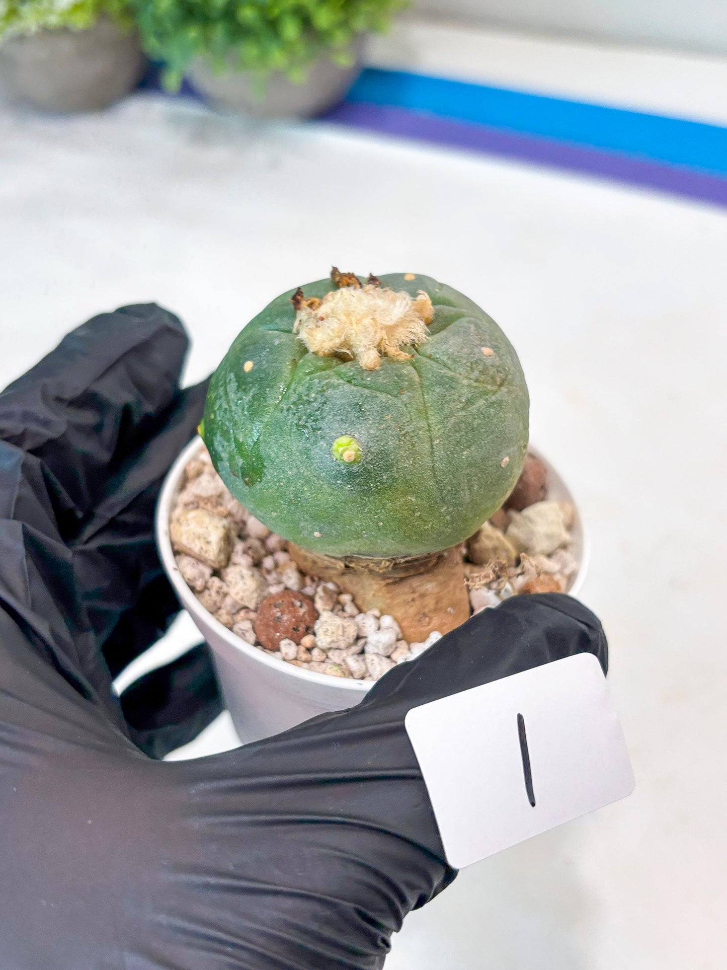 Spineless cactus Cluster (P-Y-B) | imported Plants | Very Hard to Find