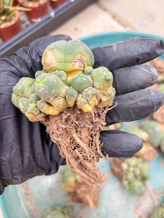 Spinless Cluster Cactus (#16) | Mature Succulents | Succulents Plants Live