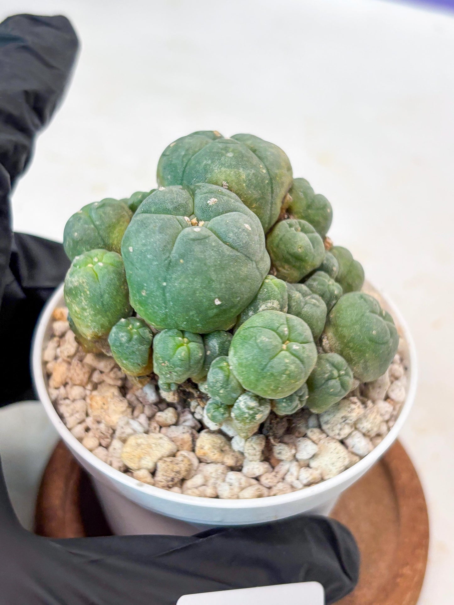 Spinless Cluster Cactus (#21) | Mature Succulents | Succulents Plants Live