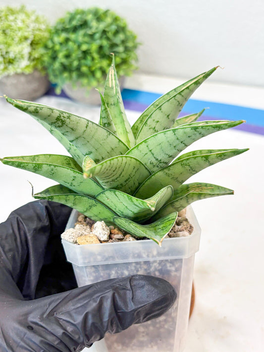 Sansevieria Niubi (#Ba83) | Rare Hybrid Species