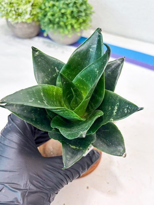 Sansevieria Adikara (#Ba88) | Imported Snake Plant
