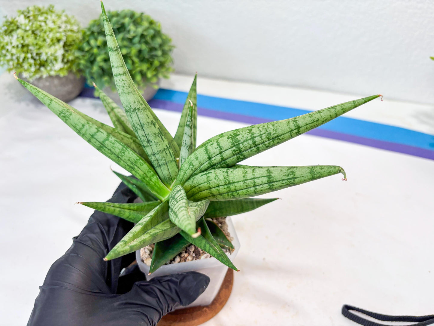 Sansevieria Bona (#Ba7) | Imported Plants | Rare Hybrid Species