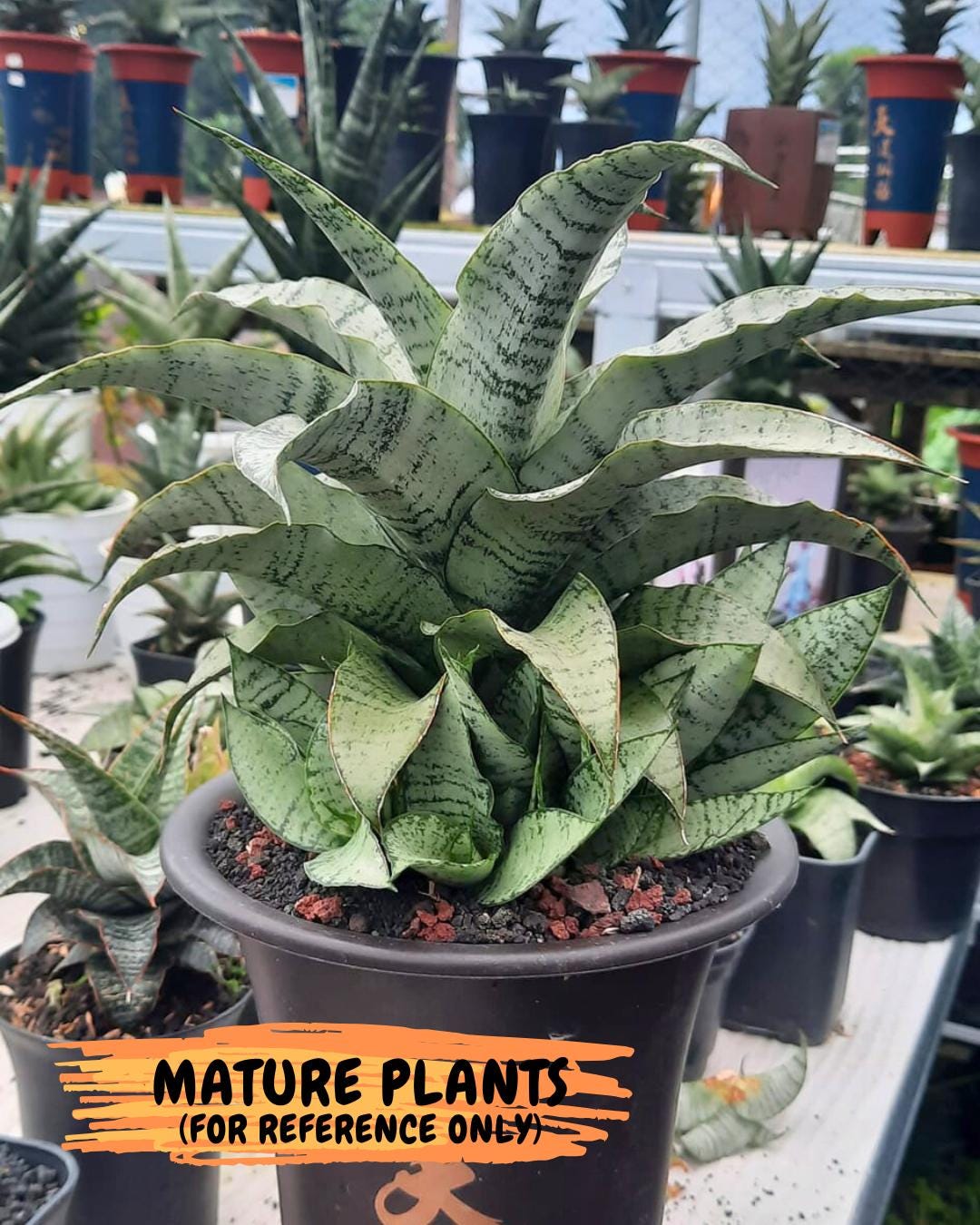 Sansevieria Jelita (#Ba99) | Rare Hybrid Species