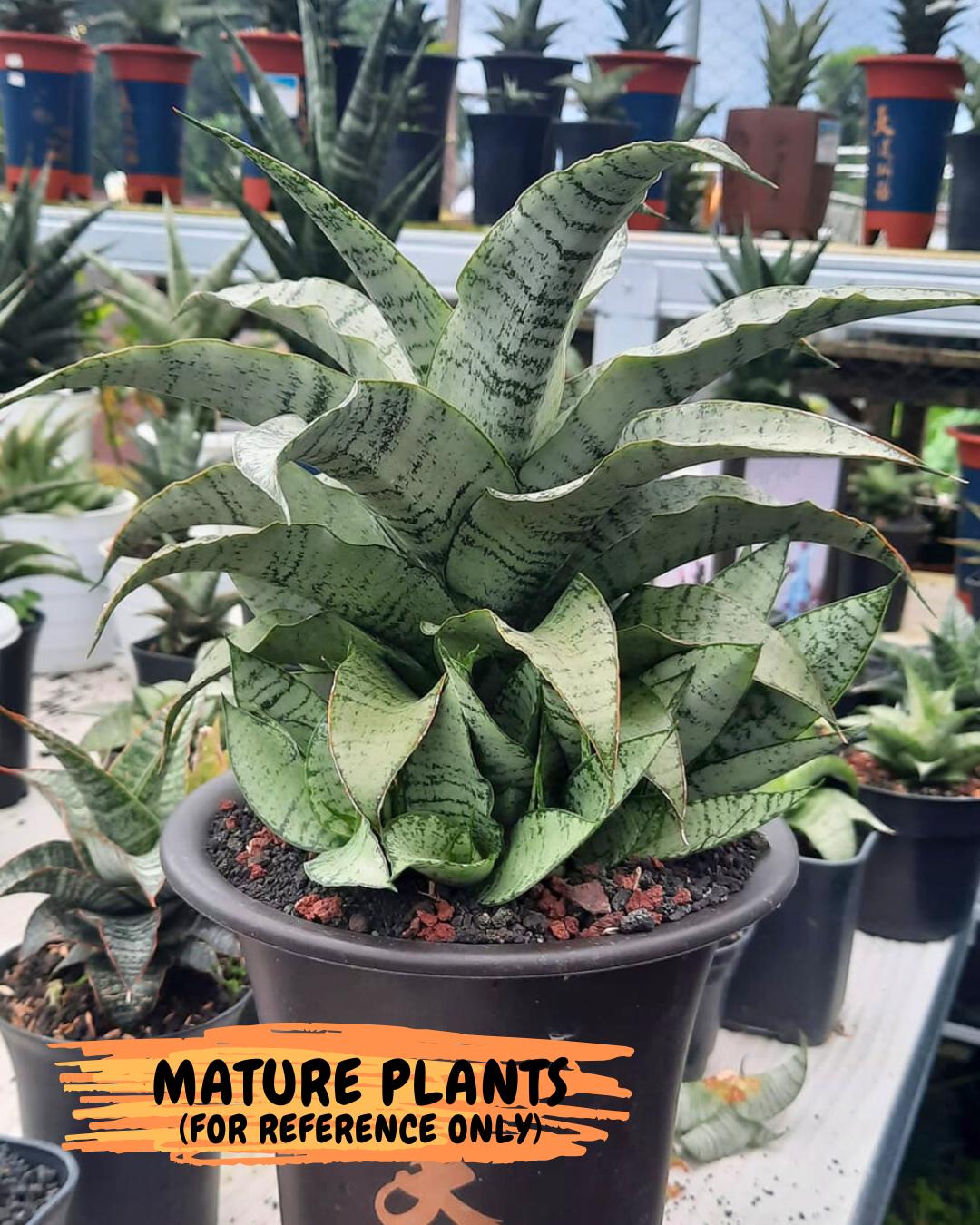 Sansevieria Jelita (ba2) (5) | Rare Hybrid Species