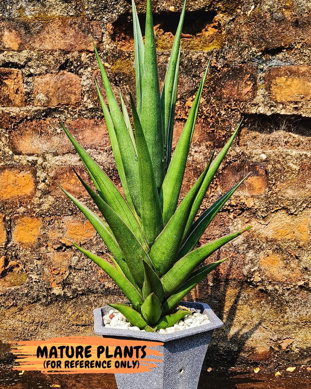 Sansevieria Luna (ba4) (2) | Rare Hybrid Snake plant