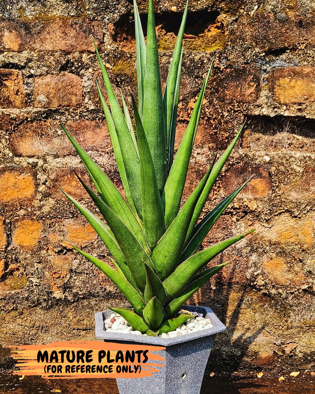 Sansevieria Luna (ba4) (2) | Rare Hybrid Snake plant