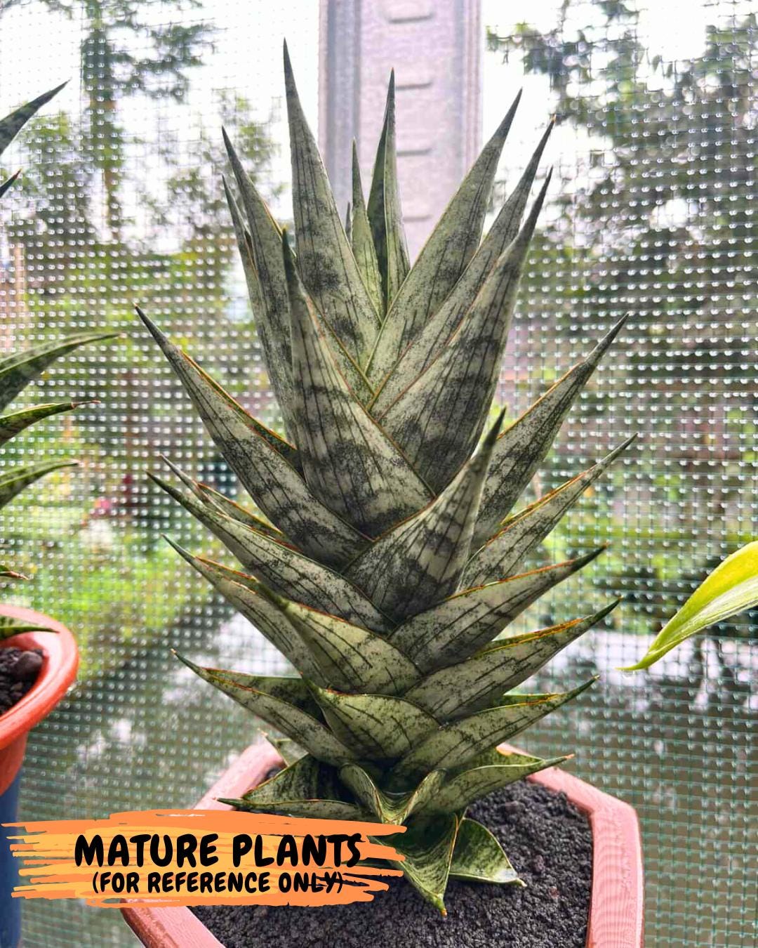 Sansevieria Zora (ba3) (9) | Rare Hybrid Plant