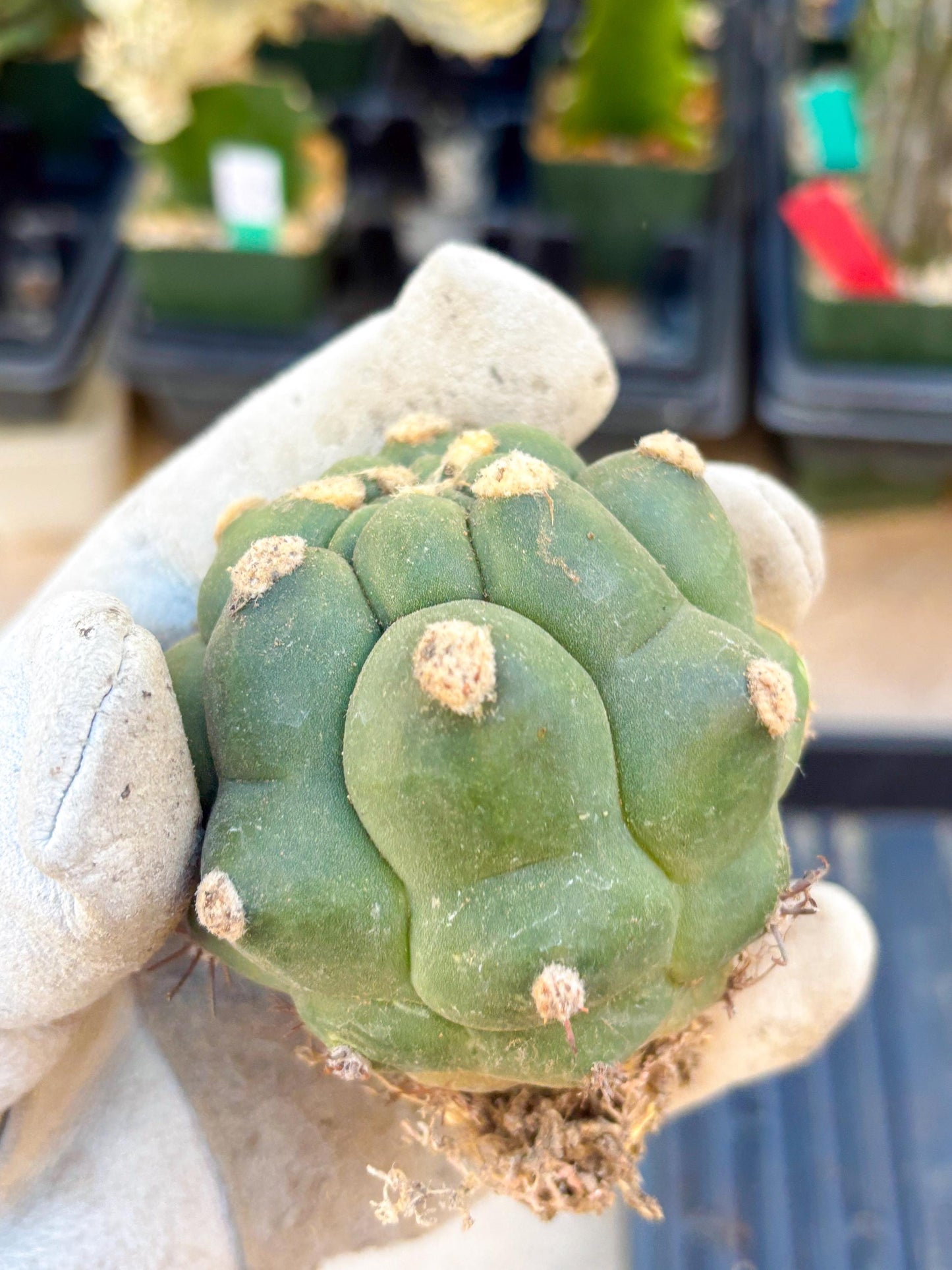 Gymnocalycium saglionis inermis (Yellow) | Imported Plants