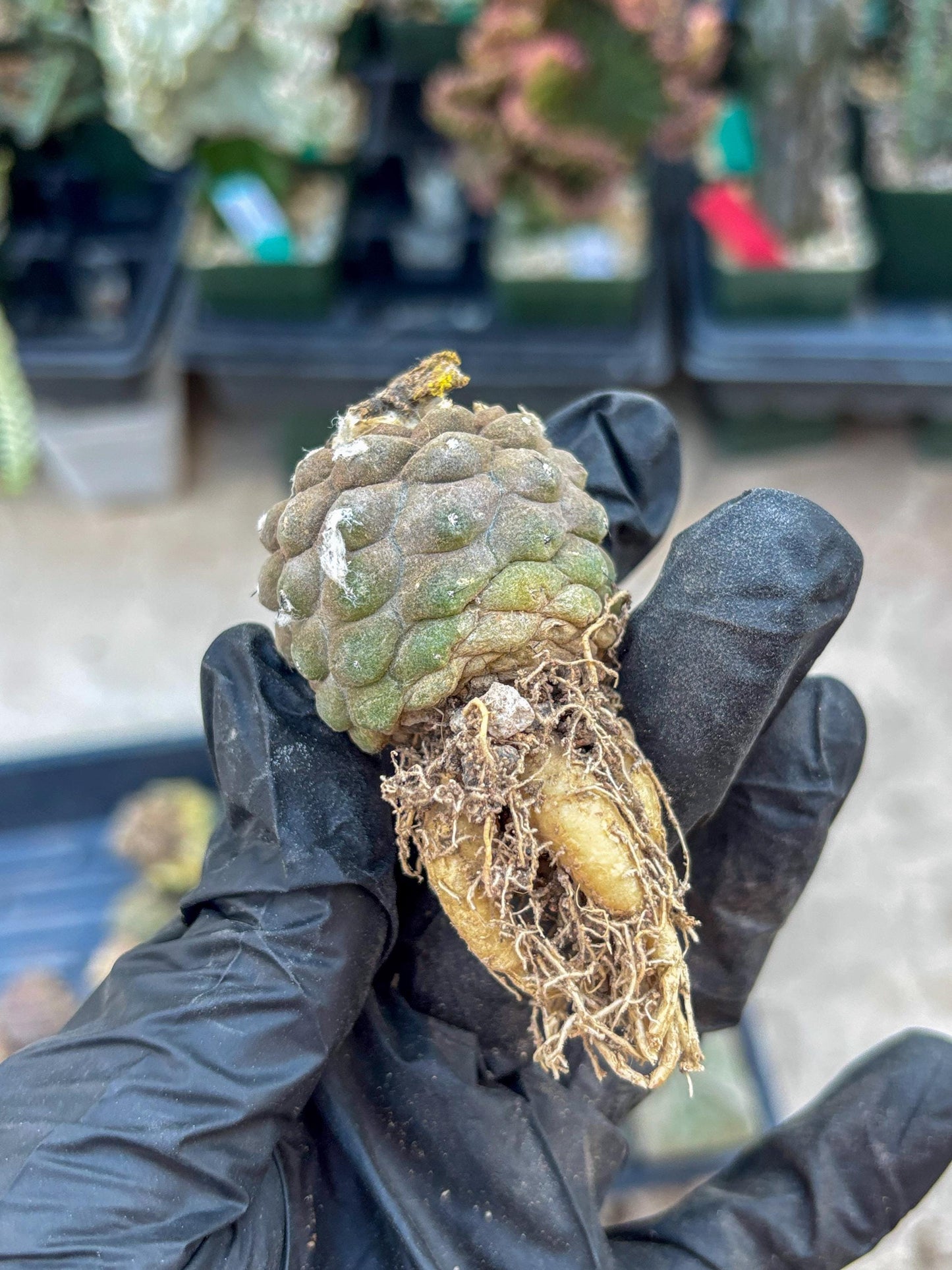 Lizard Skin Cactus (P) | Fully Rooted | Rare imported Cactus