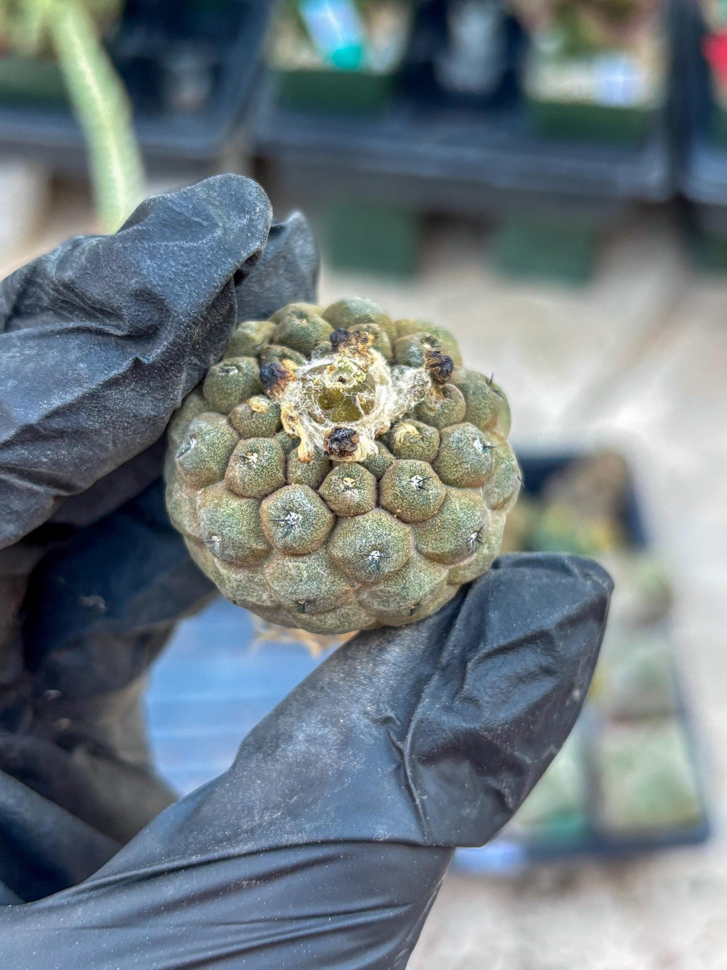 Copiapoa hypogaea (B) | Fully Rooted | Rare imported Cactus
