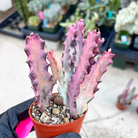 Pink Euphorbia Lactea (P) | 1 Pot/ 3pcs of plants