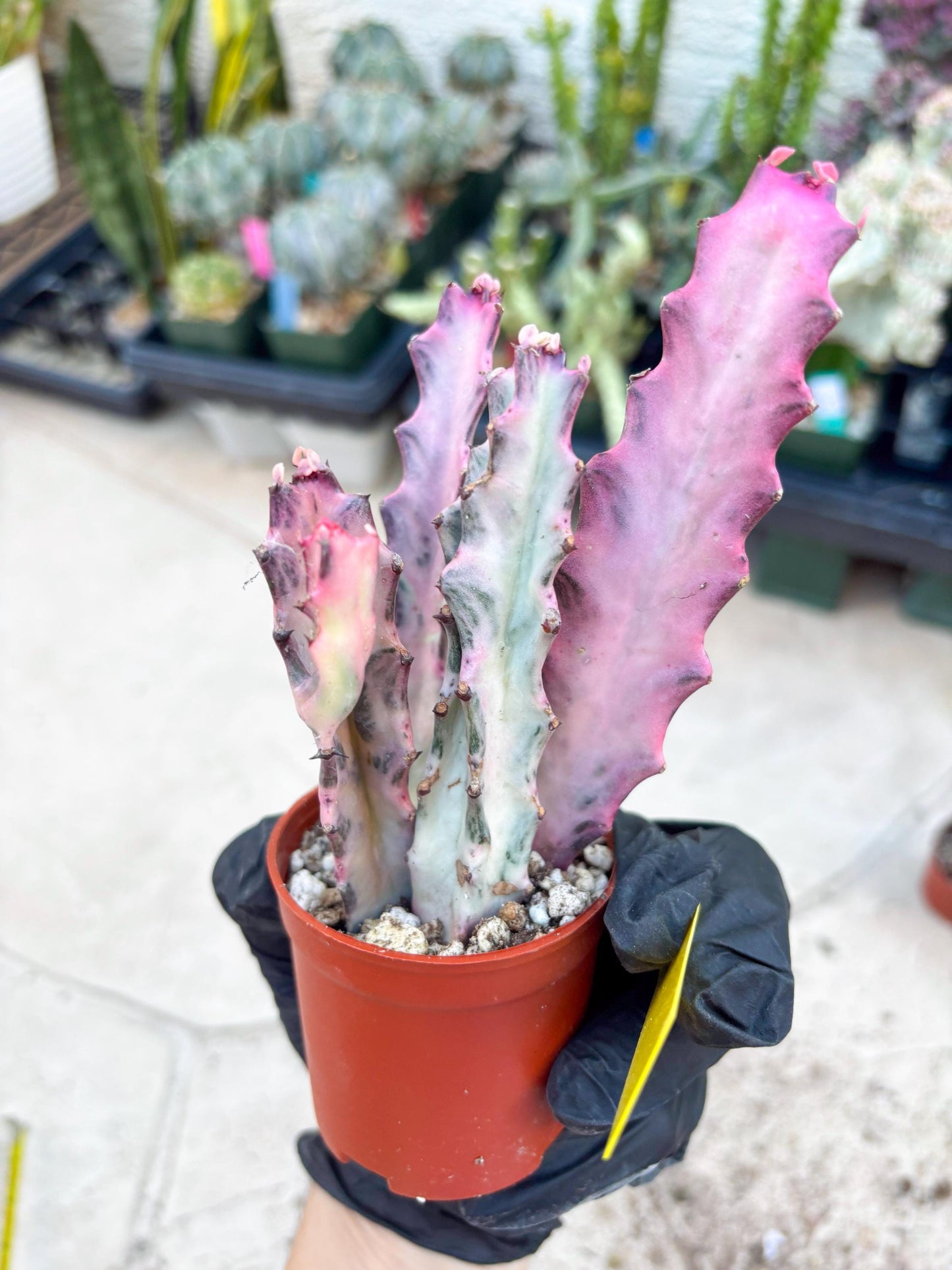Pink Euphorbia Lactea (Y) | 1 Pot/ 3pcs of plants