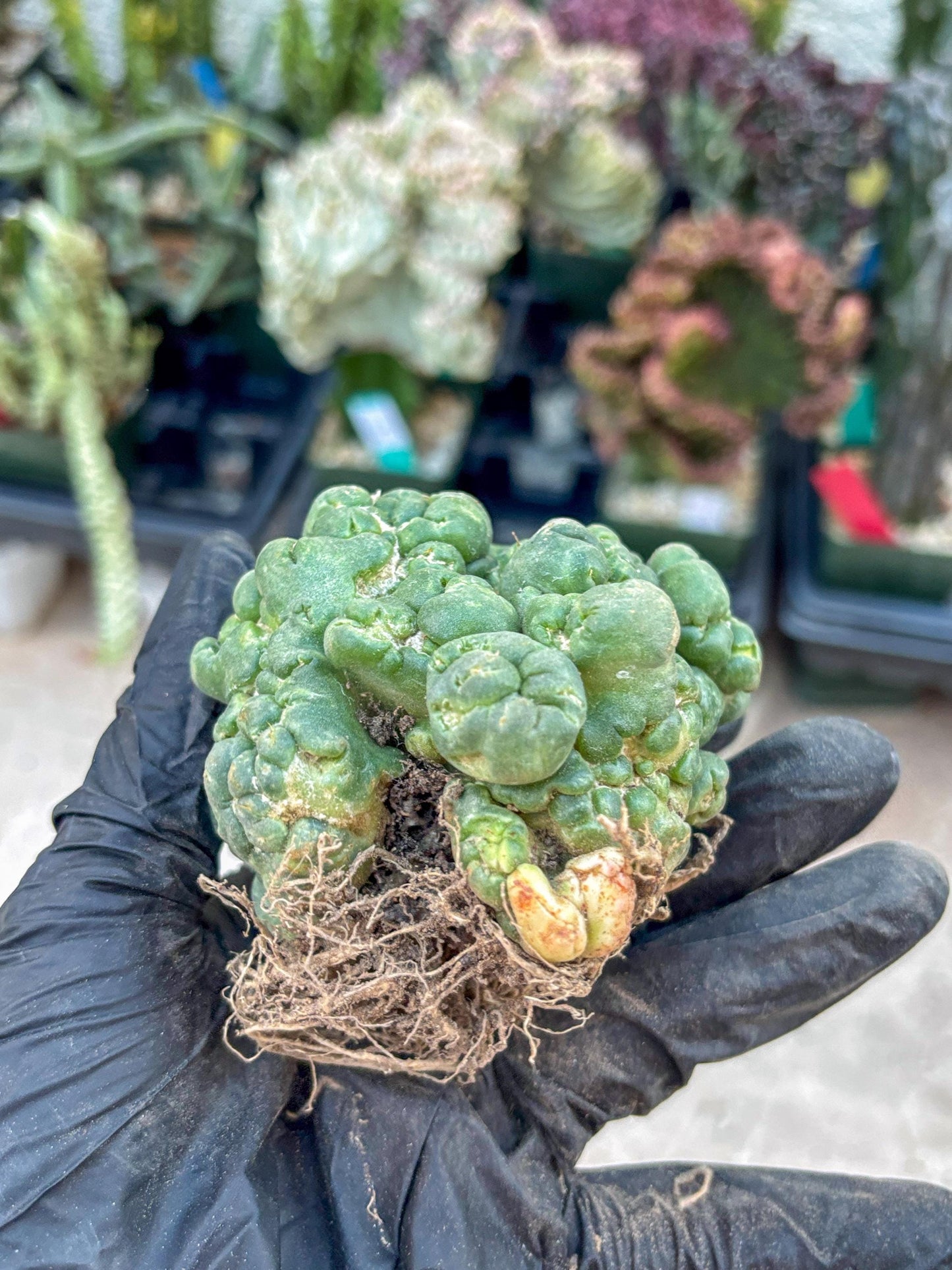 Coryphantha Elephantidens Cristata (Red) | Very Rare Imported Cactus
