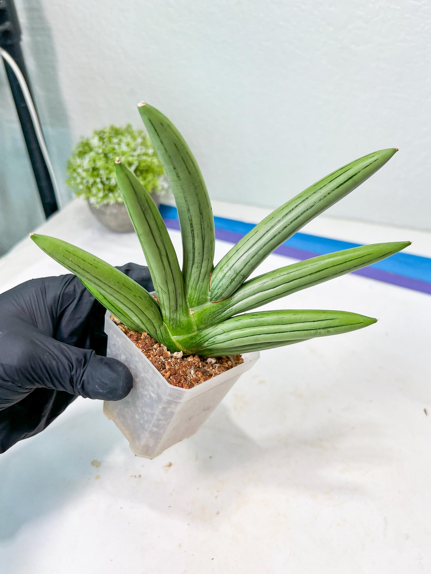 Sansevieria Iceman (#RA16) | Explore the World of Unusual Plants | 2" Pots