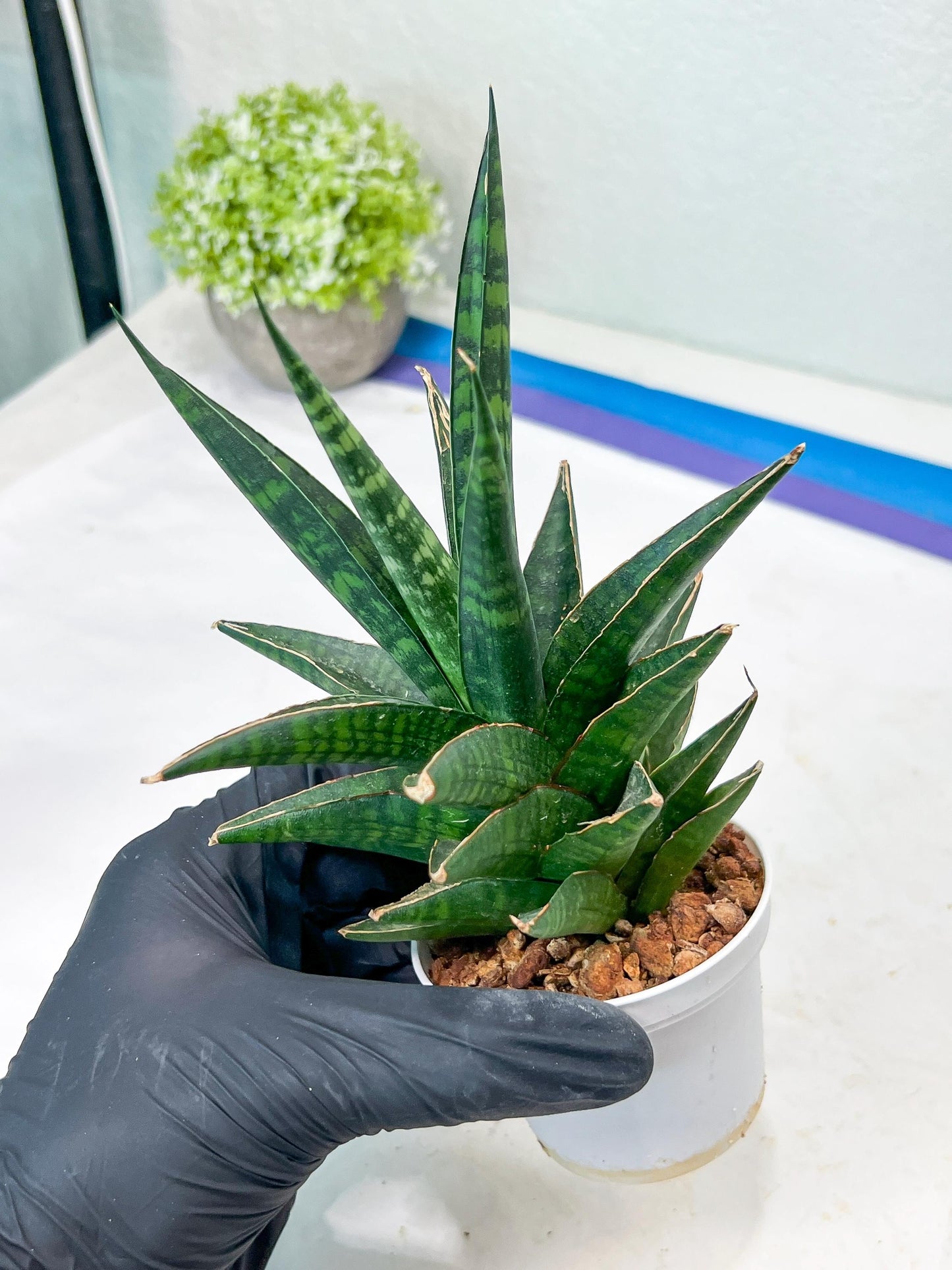 Sansevieria Manny Pacquiao (g1) (15) | Imported Plant