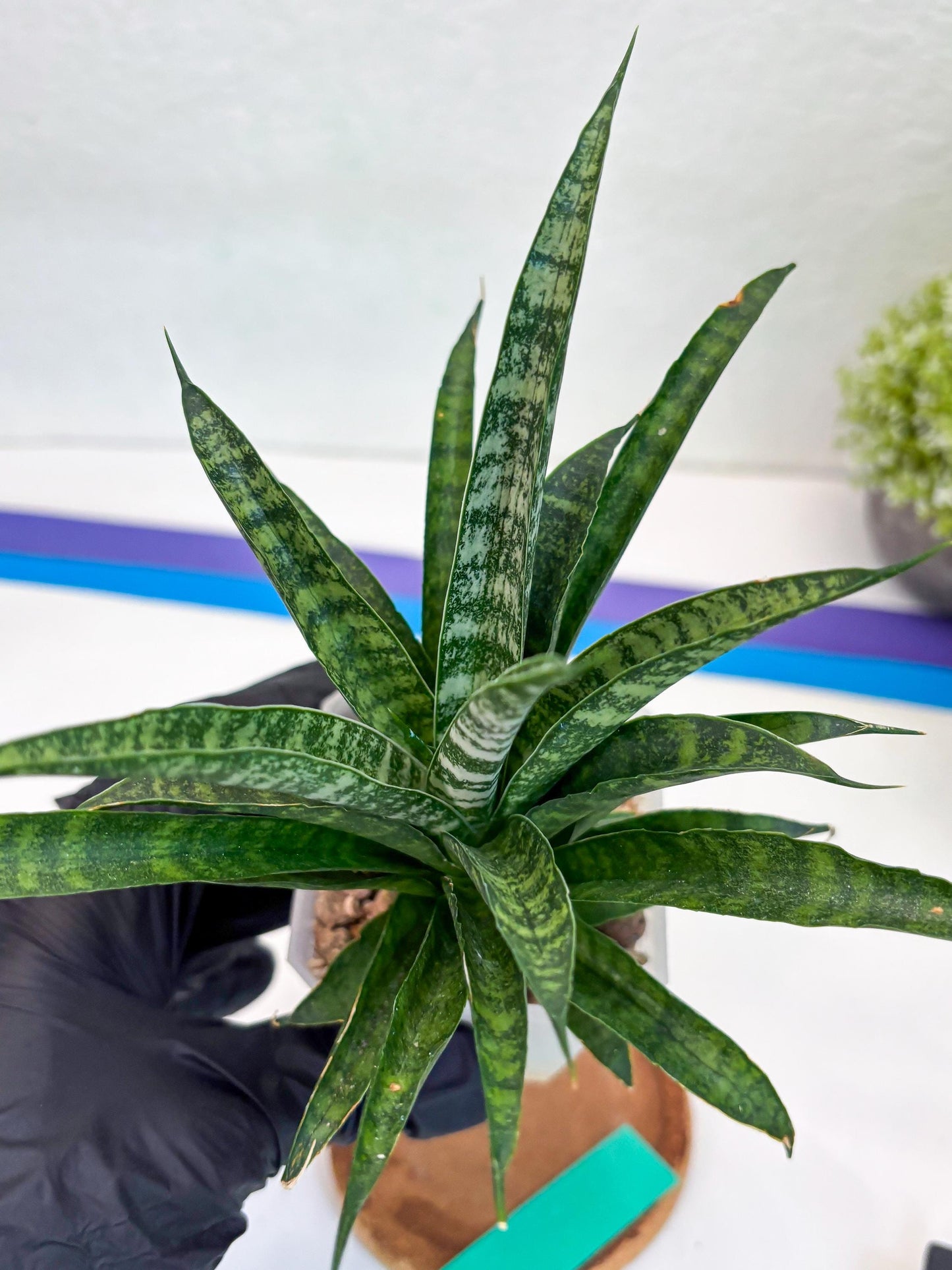 Sansevieria Crocodile Rock (#Ha1) (G) | Imported Plants