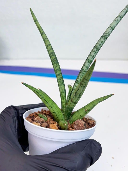 Sansevieria Kasih (Ha2) (B) | Snake Plant