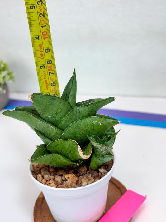 Sansevieria Dewa (H9) | Very Hard to Import | Dwarf hybrids