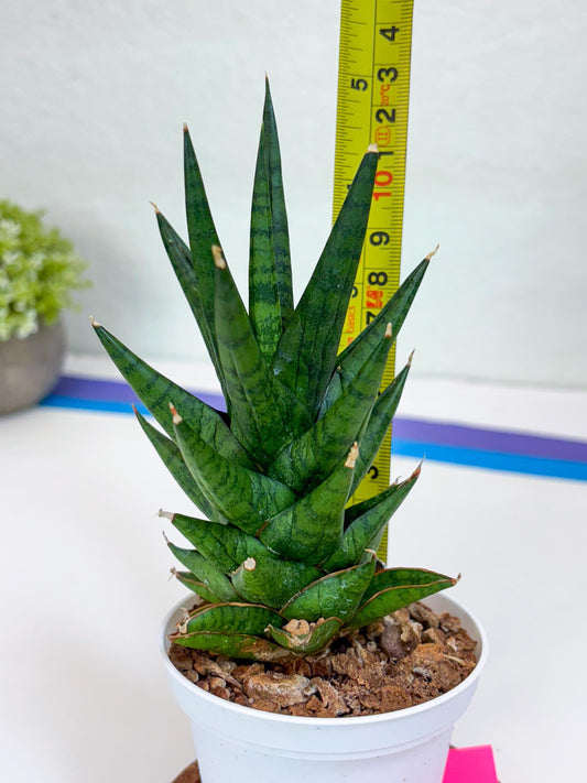Sansevieria Tesya (Ha20) (p) | Imported Plant