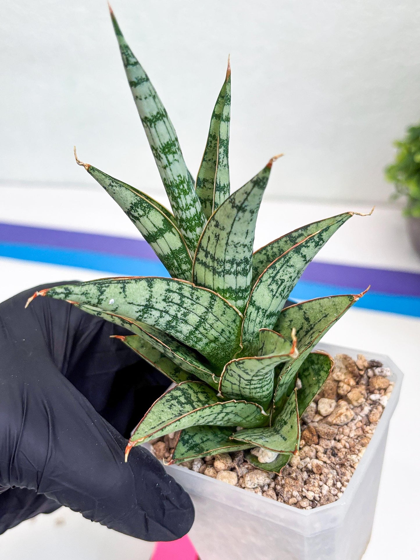 Sansevieria Riyad x spyder (H26) | Imported Plants | Rare Hybrid Species