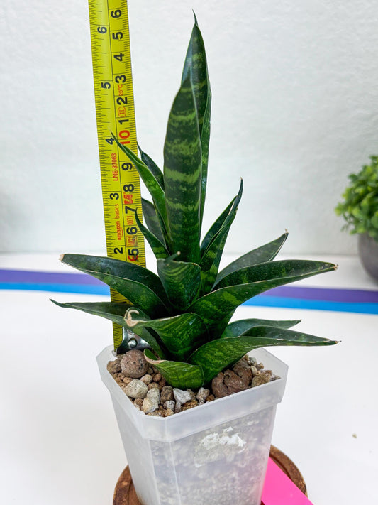 Sansevieria Conan (H27) | Imported Hybrids