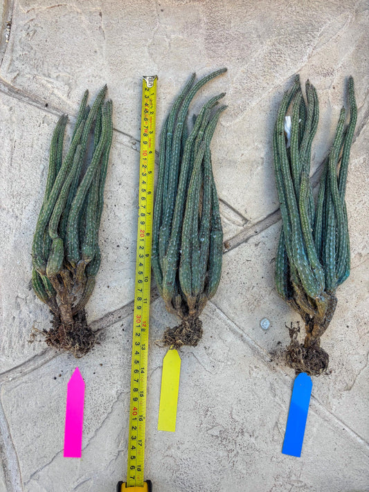 Dahlia Cactus - Wilcoxia poselgeri (#3) | Imported Cactus